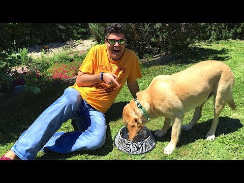 Přírodní domácí strava pro  psy vtipný video!  